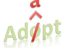 Разница между Adopt и Adapt