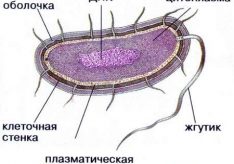 Разница между бактериями и простейшими