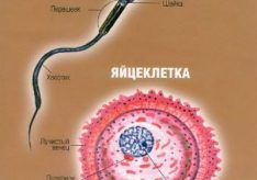 Разница между яйцеклеткой и сперматозоидом