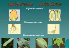 Разница между однодольными и двудольными растениями