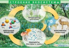 Разница между агроэкосистемой и экосистемой