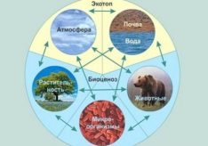 Разница между биогеоценозом и экосистемой