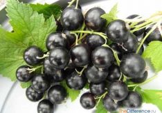 Разница между ягодой и костянкой