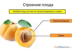 Разница между плодами и семянами