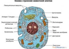Разница между включениями и органеллами
