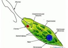 Разница между водорослями и растениями