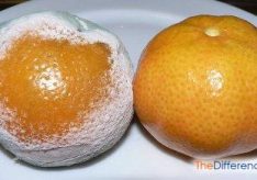 Разница между пенициллом и мукором