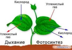 Разница между дыханием и фотосинтезом