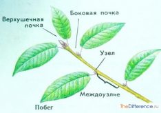 Разница между побегом и корнем