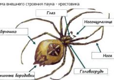 Разница между пауками и насекомыми