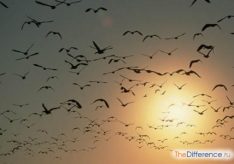 Разница между птицами и животными