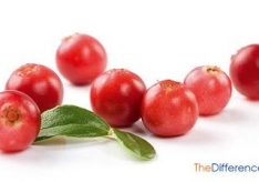 Разница между клюквой и брусникой